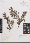 Foto von Salix daphnoides Vill.